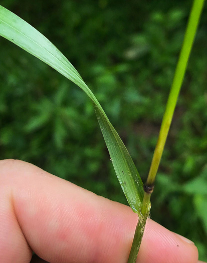 ligule